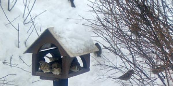 Cómo y qué alimentar a las aves en invierno: tres reglas principales y otros consejos útiles