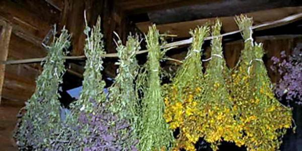 Hierbas curativas: cómo recolectar, secar y almacenar adecuadamente Cómo secar hierbas
